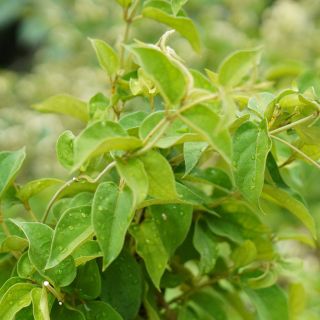 Extrait de gymnema sylvestre